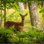 Klimahysteriker drehen komplett durch: Jetzt wird der Wald für´s Klima zum „Problem“