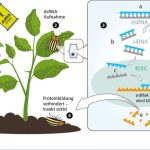 RNA Pflanzenschutz transgen.de