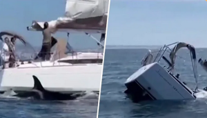 Orcas versenken Segel-Yacht vor Portugal – VIDEOS