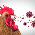 GB: Labor entwickelt Vogelgrippe-Hybride – tödliche Viren drohen Hahn Virus