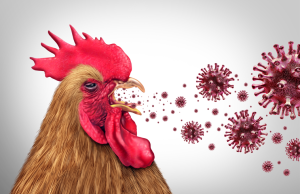 GB: Labor entwickelt Vogelgrippe-Hybride – tödliche Viren drohen