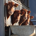 „Klimamilch“ und die Folgen: Methanarme Kuh-Pupse, schrumpfende Geschlechtsorgane bei Mensch und Tier, kollabierende Kühe … Kühe 4