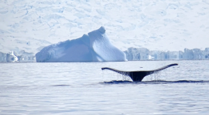 Realität vs. Mainstreammedien: Das Polareis wächst