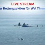 wal timmy live stream