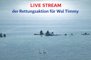 LIVE-STREAM der Rettungsaktion für den Wal Timmy