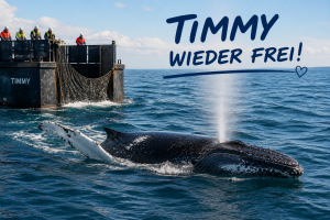 Buckelwal „Timmy“ zurück in der Nordsee – Rettungsaktion erfolgreich