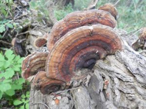 „Huaier-Pilz – Wenn die Natur den Körper an seine Heilung erinnert“ (Video)
