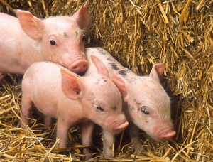 Ferkelerzeuger insolvent – Die Deutschen und das Schweinefleisch